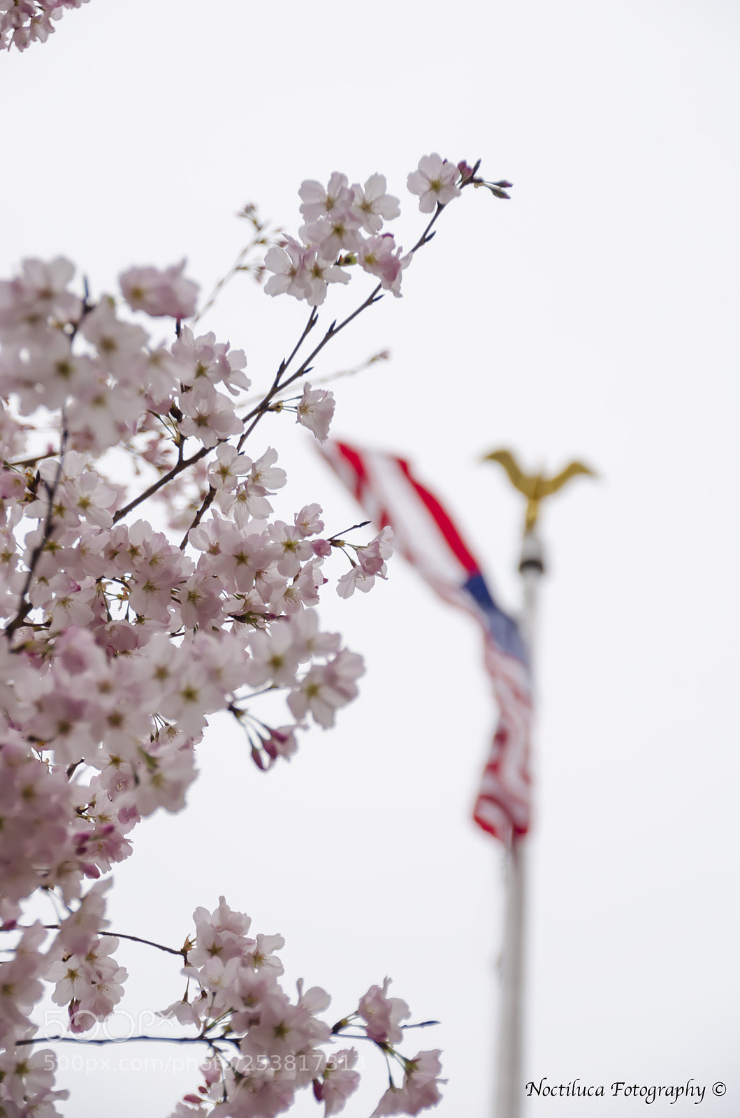 Nikon D5100 sample photo. Sakura trees in us photography
