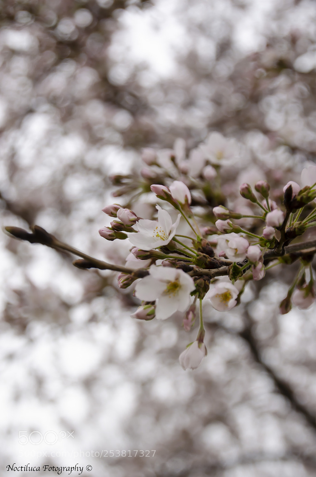 Nikon D5100 sample photo. Cherry blossom photography