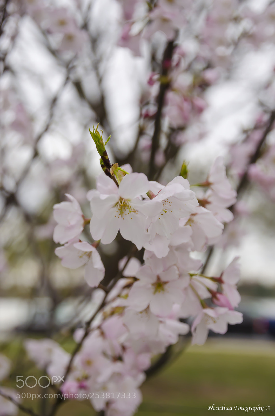 Nikon D5100 sample photo. Cherry blossom photography