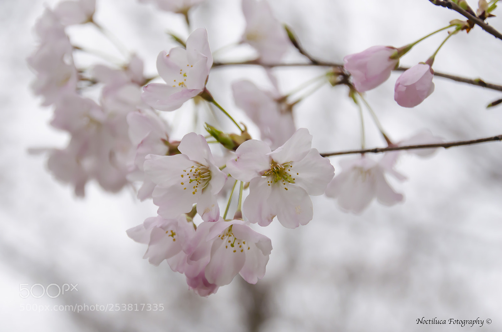 Nikon D5100 sample photo. Cherry blossom photography