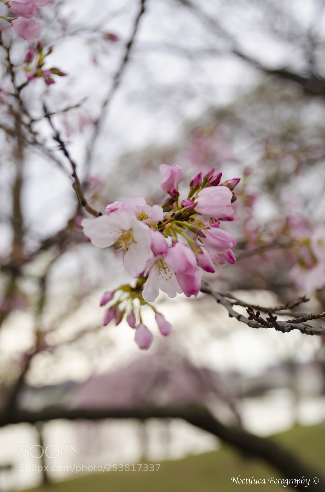 Nikon D5100 sample photo. Cherry blossom photography