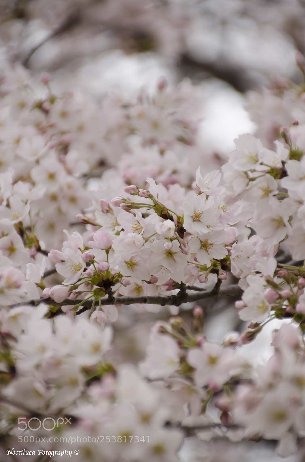 Nikon D5100 sample photo. Cherry blossom photography