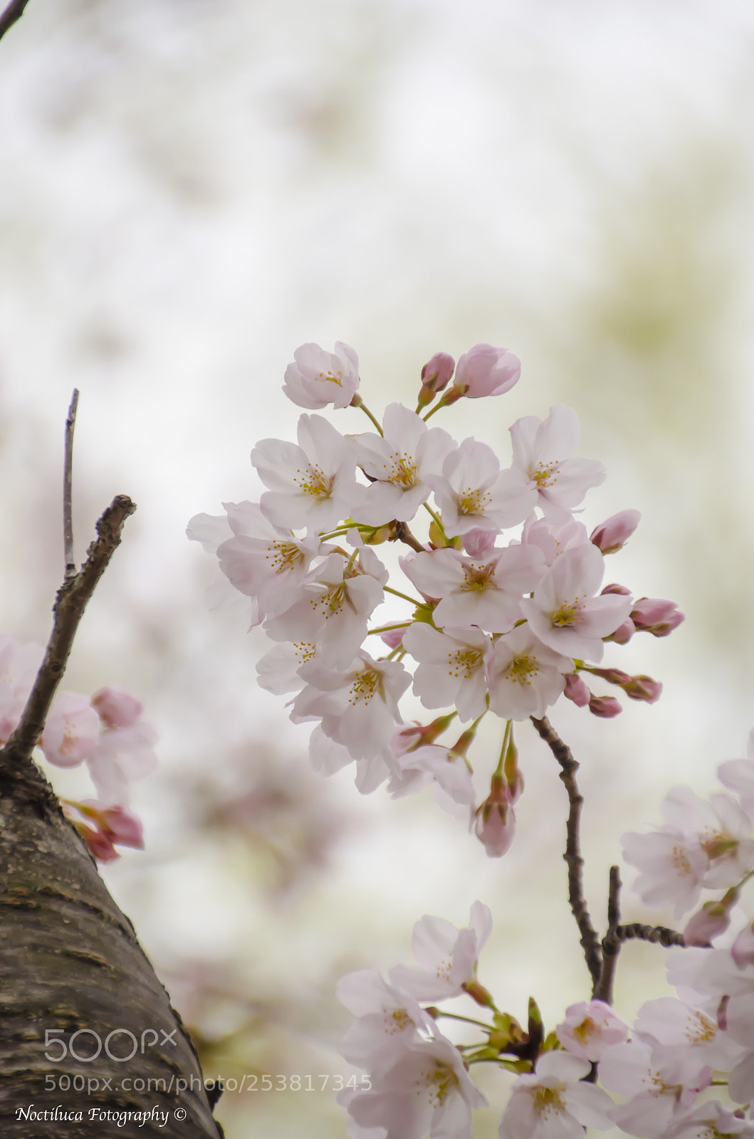 Nikon D5100 sample photo. Cherry blossom photography
