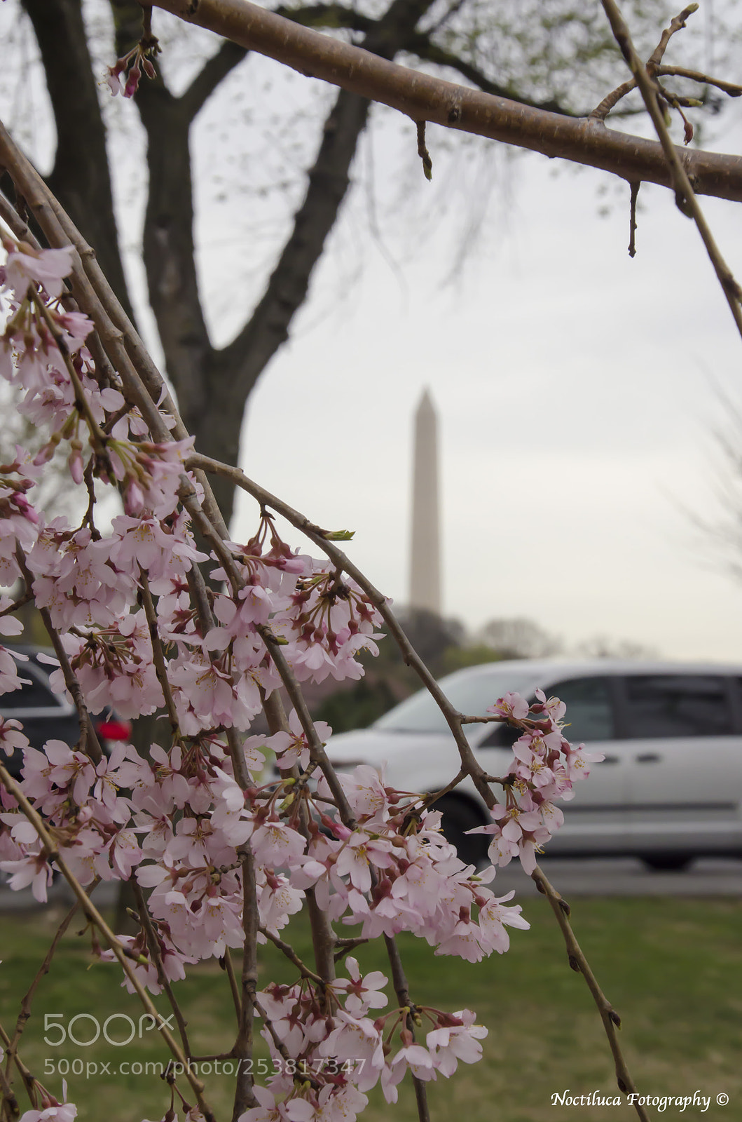 Nikon D5100 sample photo. Cherry blossom photography