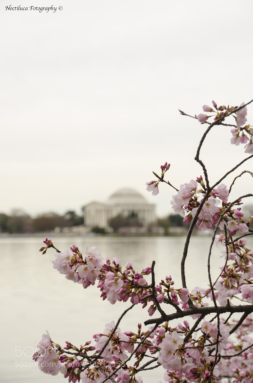 Nikon D5100 sample photo. Cherry blossom photography