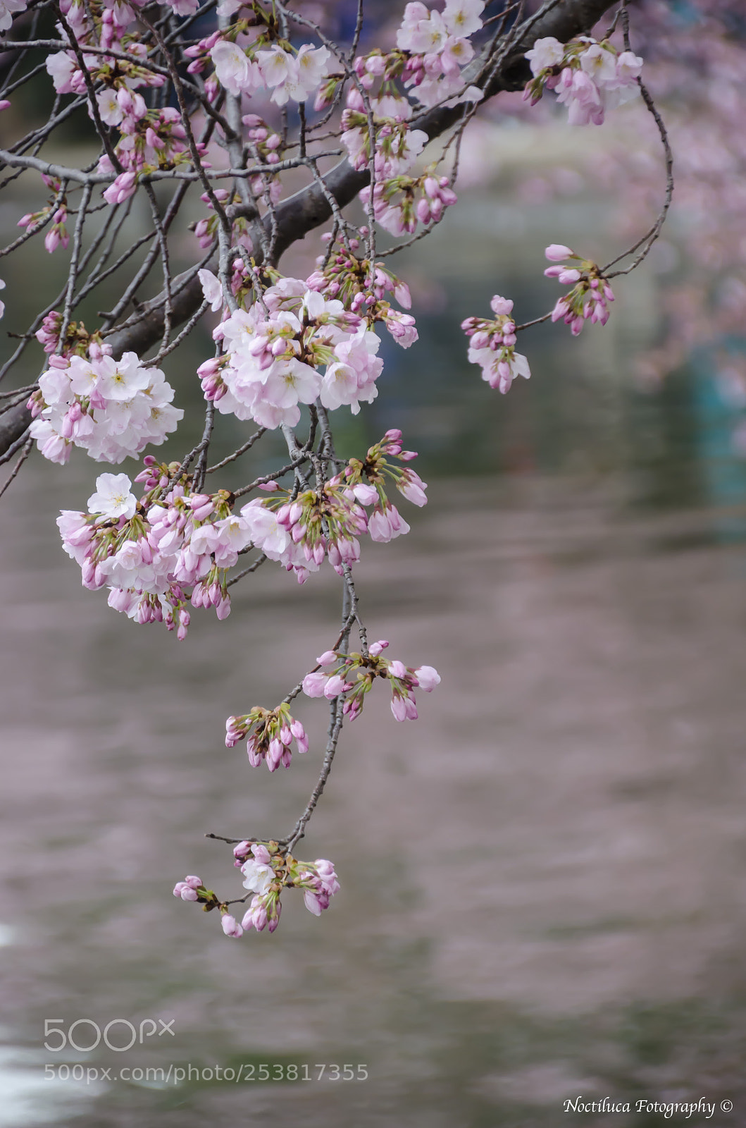 Nikon D5100 sample photo. Cherry blossom photography