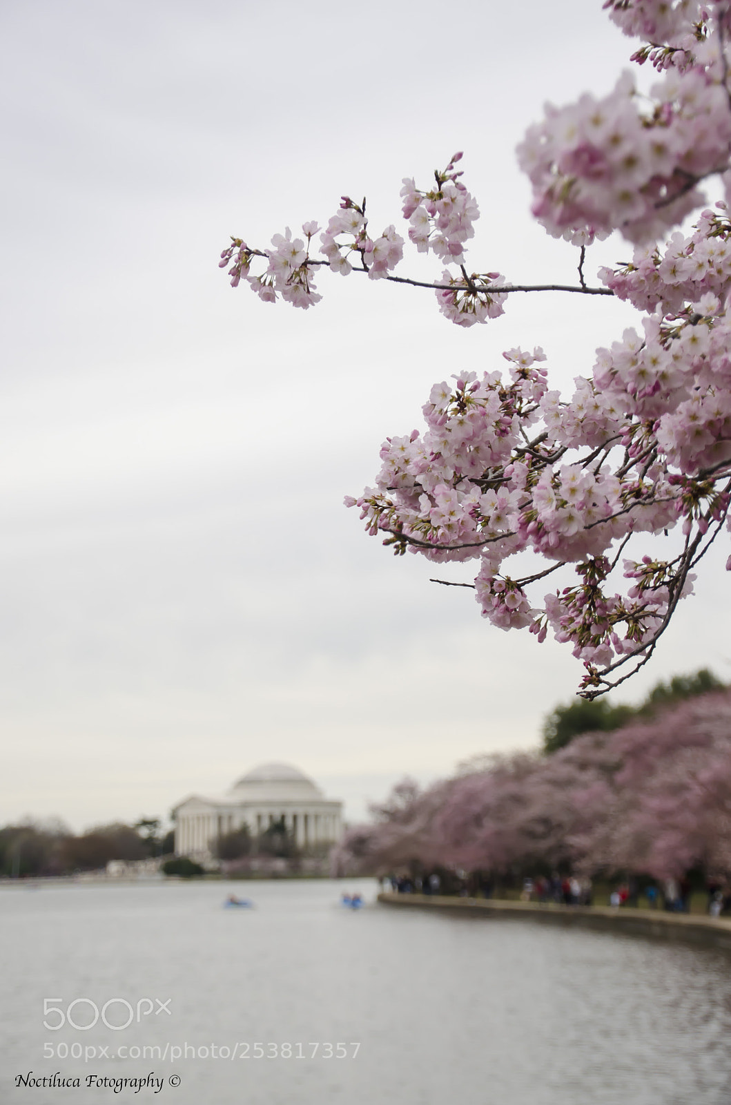 Nikon D5100 sample photo. Cherry blossom photography