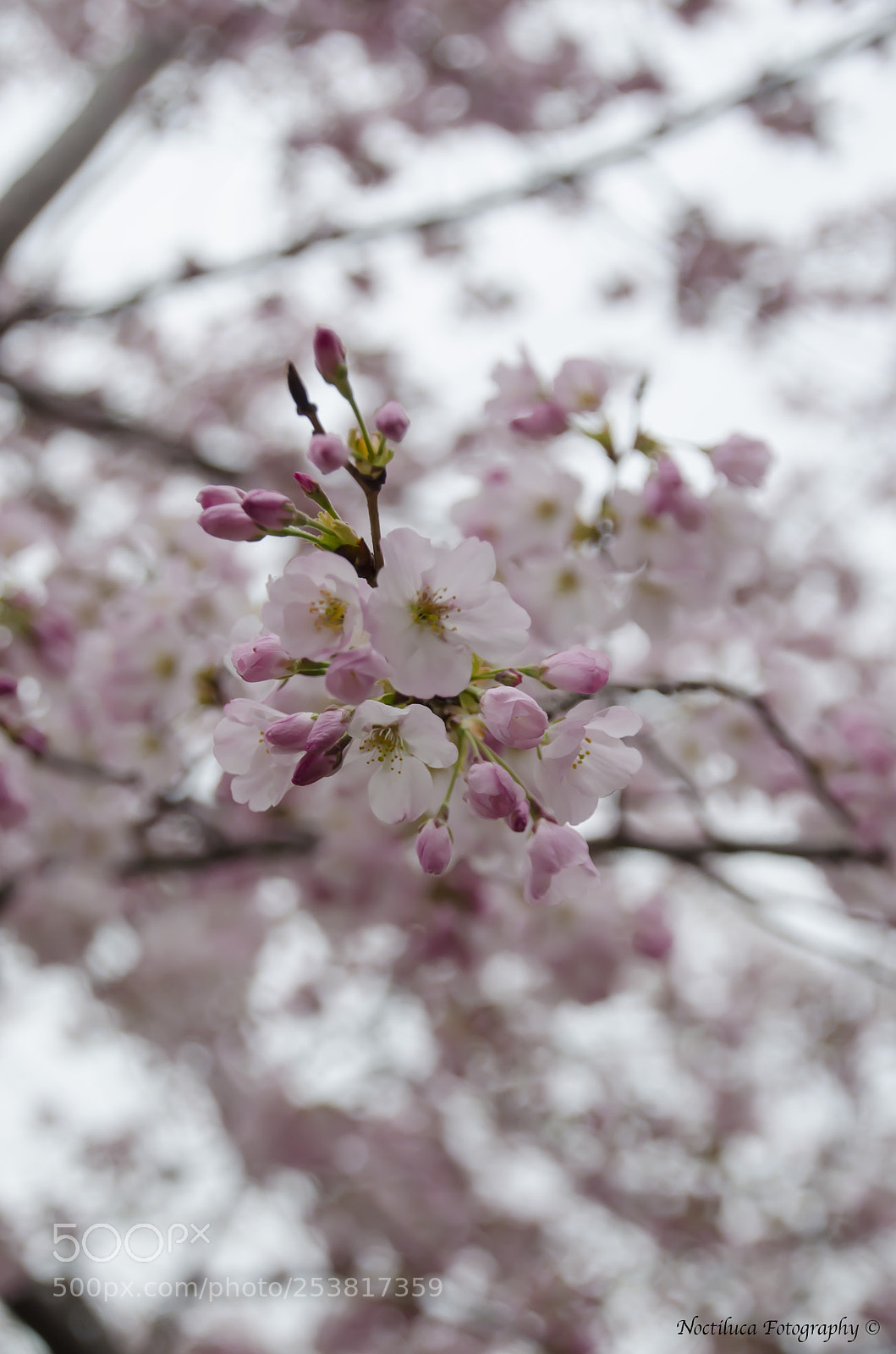 Nikon D5100 sample photo. Cherry blossom photography