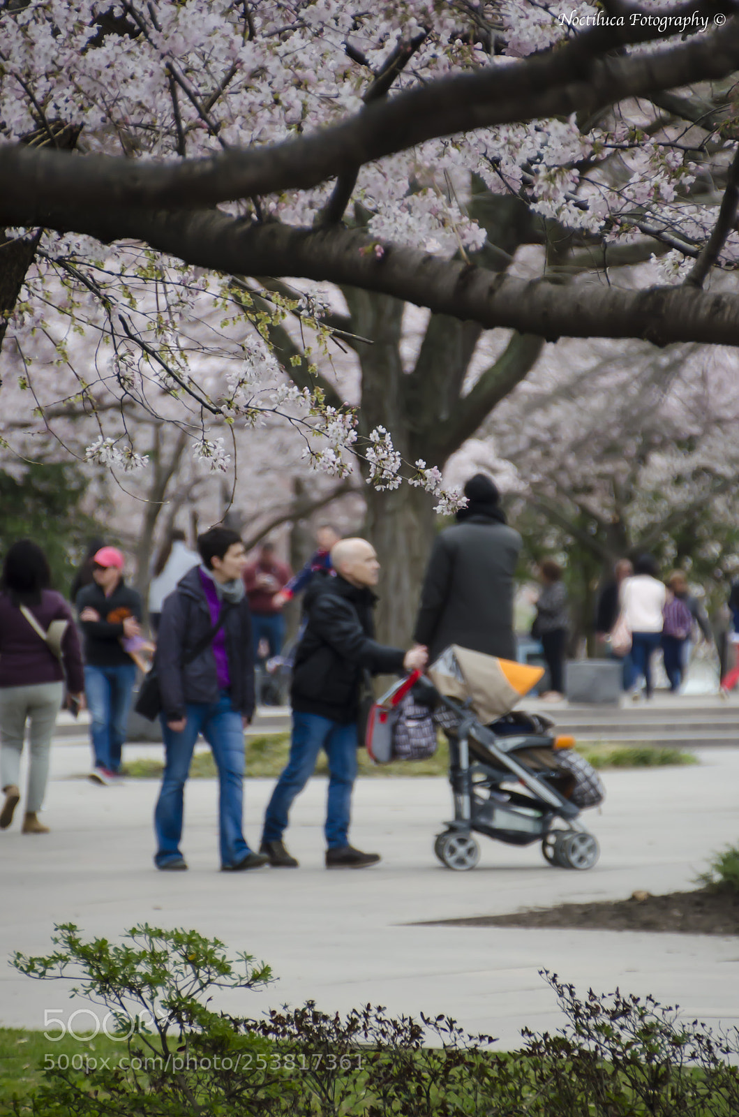 Nikon D5100 sample photo. Cherry blossom photography