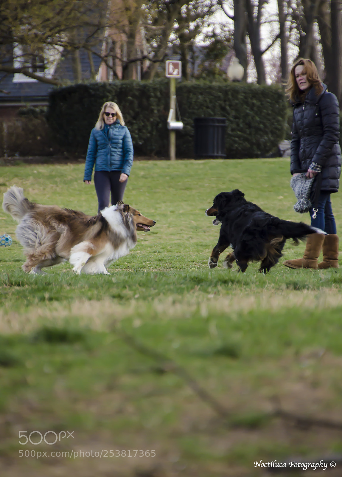 Nikon D5100 sample photo. Dogplay photography