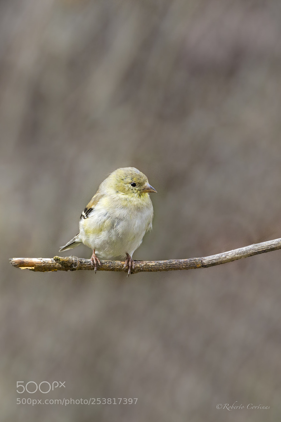 Canon EOS 60D sample photo. Juvenile warbler photography