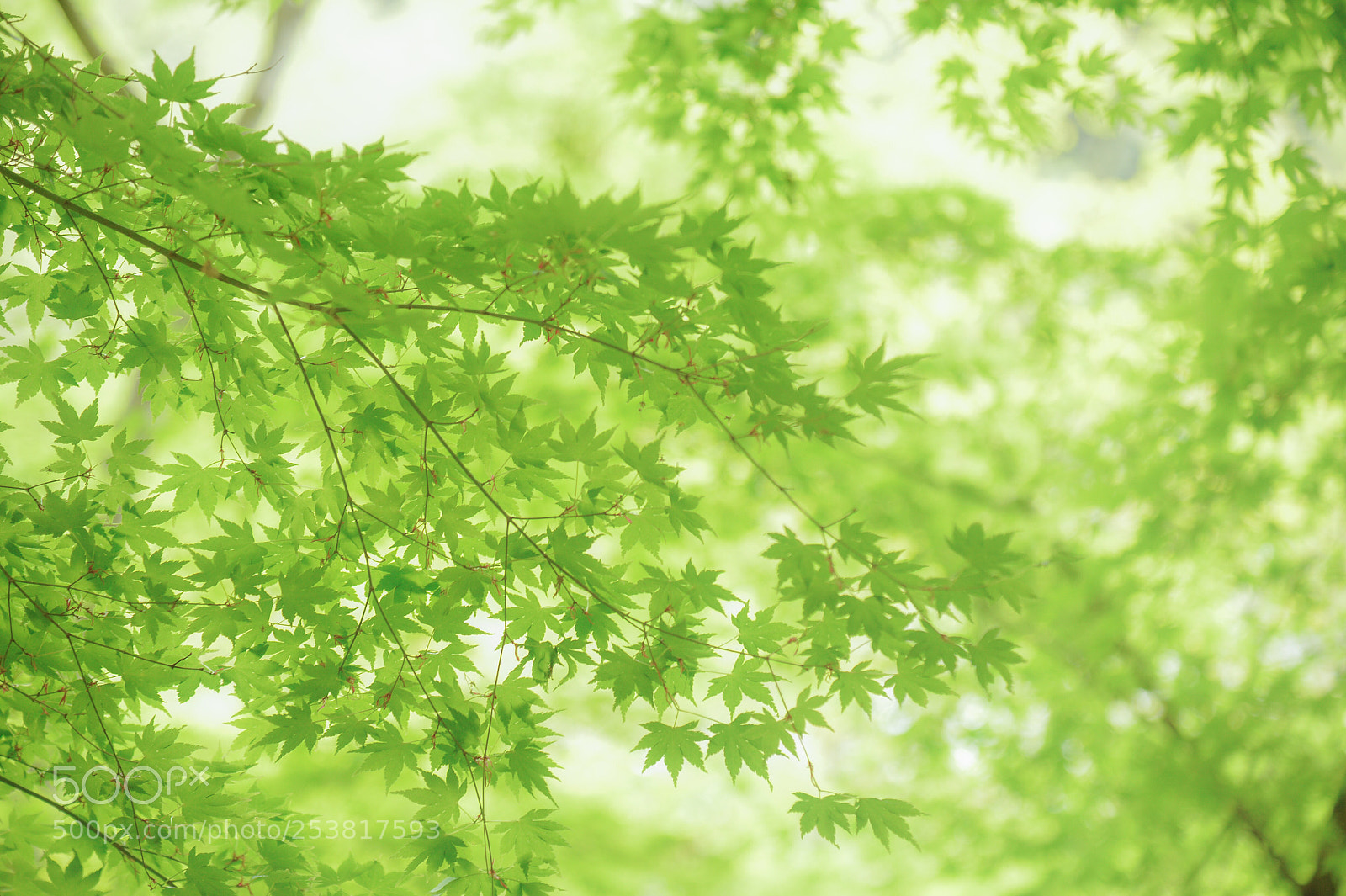Nikon Df sample photo. Flesh green photography