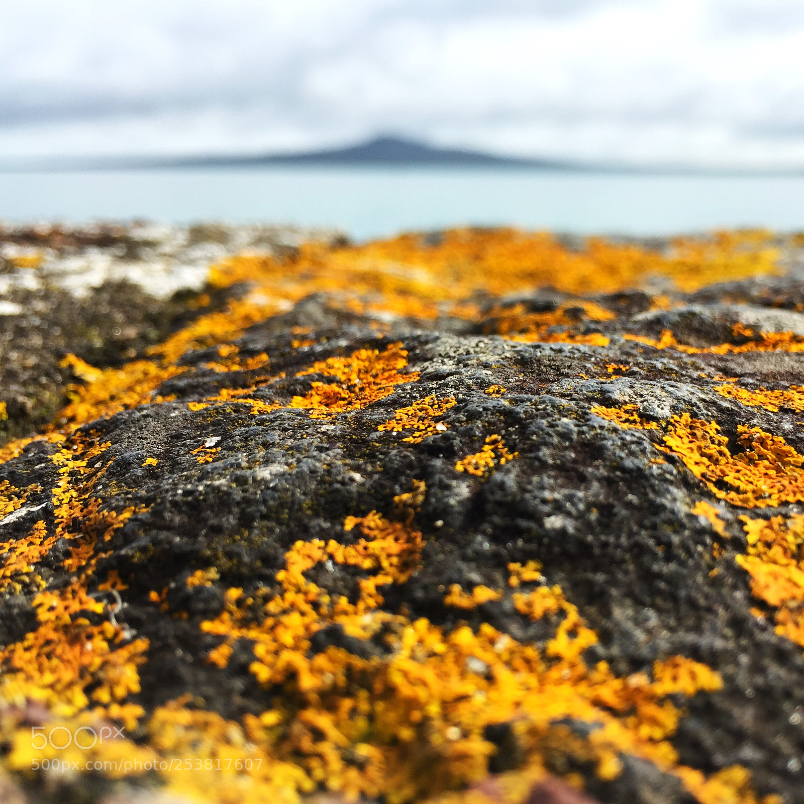Apple iPhone 6 sample photo. The gold photography