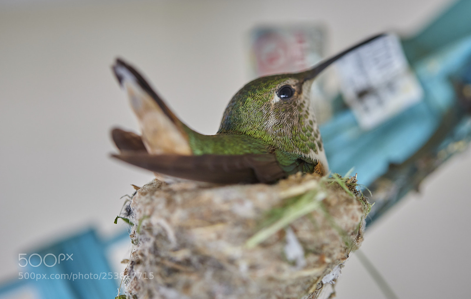 Canon EOS 6D Mark II sample photo. Twerk while you nest!! photography