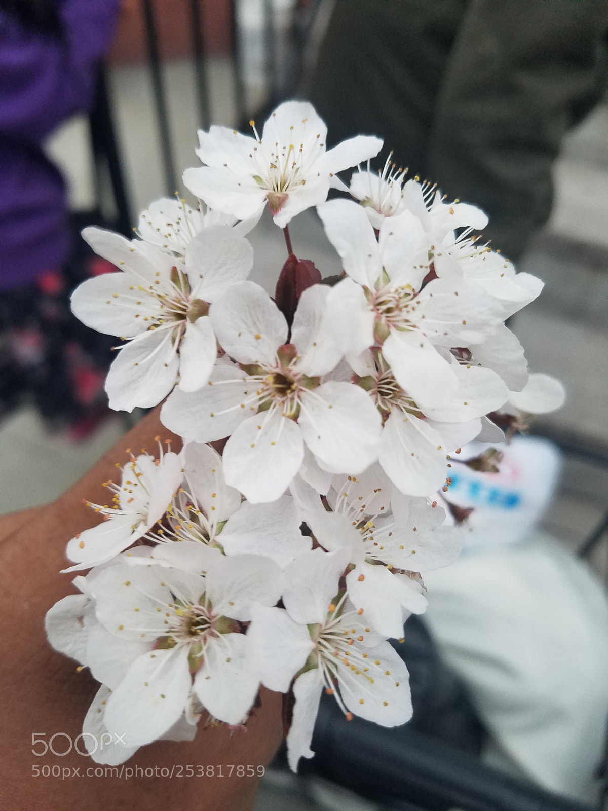 Samsung Galaxy S7 sample photo. Nice flower ?? photography