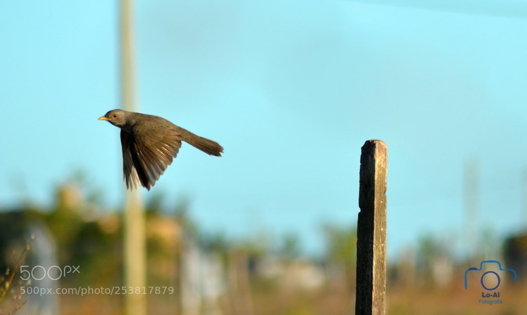 Nikon D7000 sample photo. Flying away photography