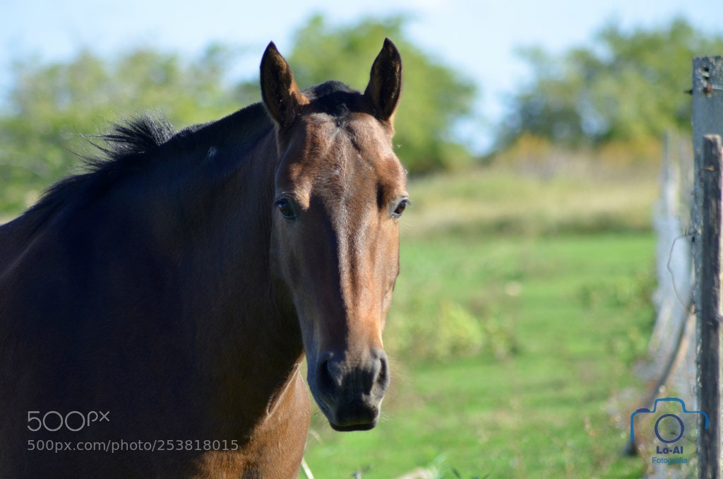 Nikon D7000 sample photo. I'm here photography