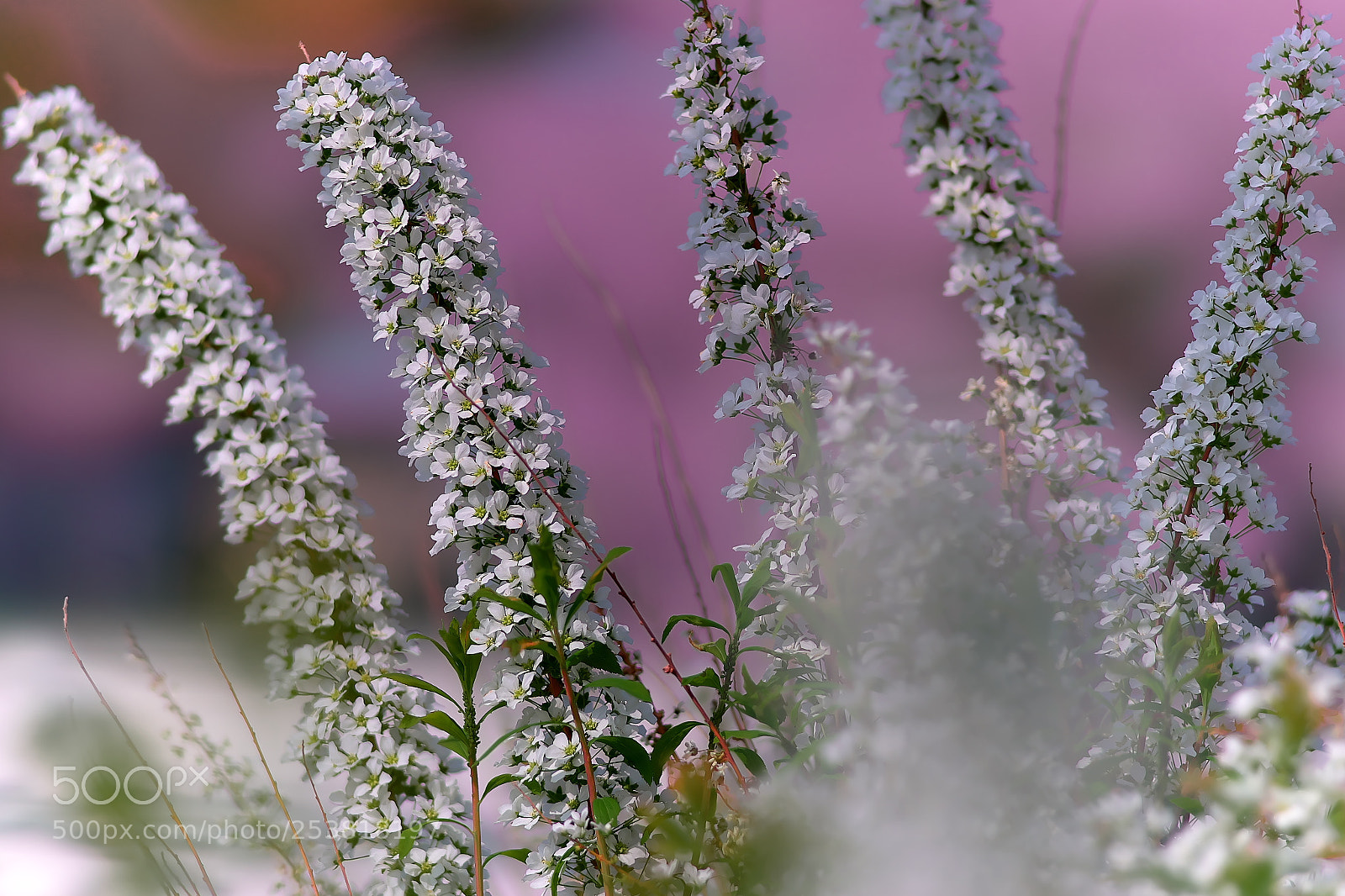 Sony a7 sample photo. Spiraea・・雪柳 photography