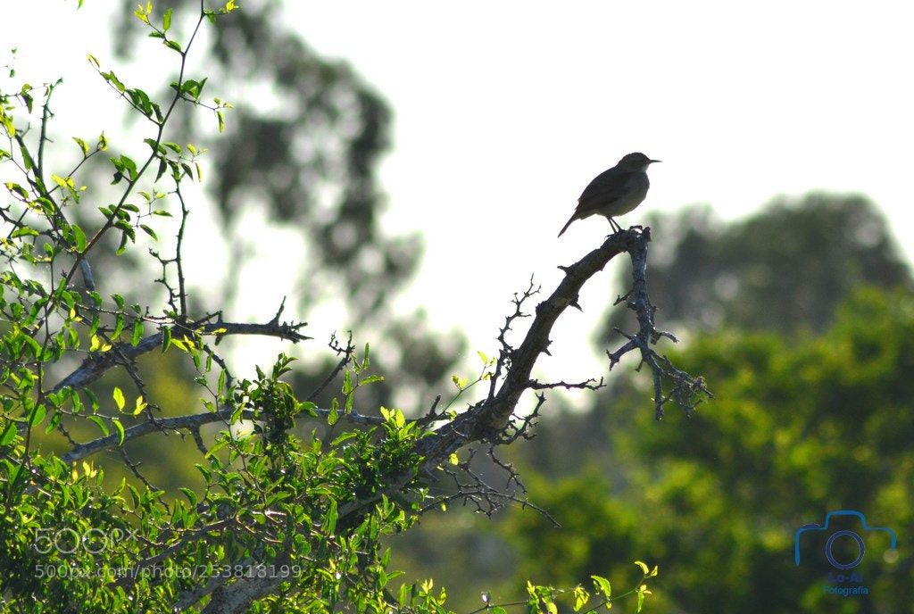 Nikon D7000 sample photo. Enjoying the sunset photography