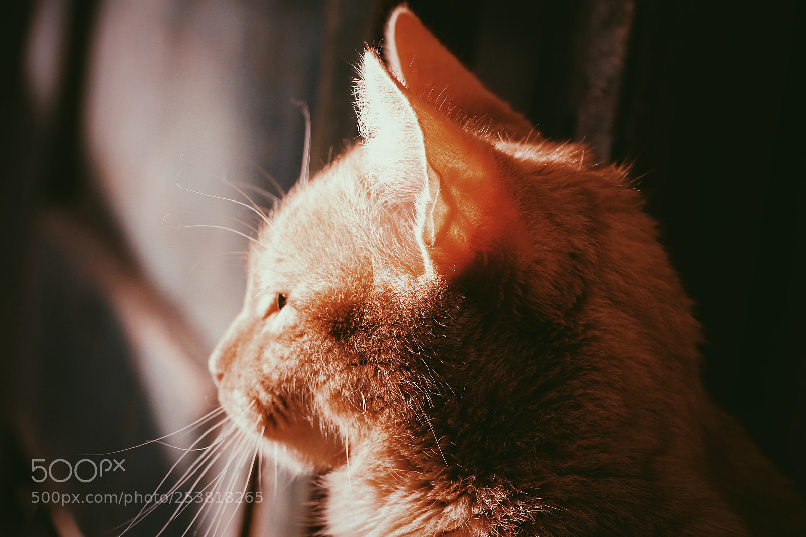 Canon EOS 700D (EOS Rebel T5i / EOS Kiss X7i) sample photo. Catlife photography