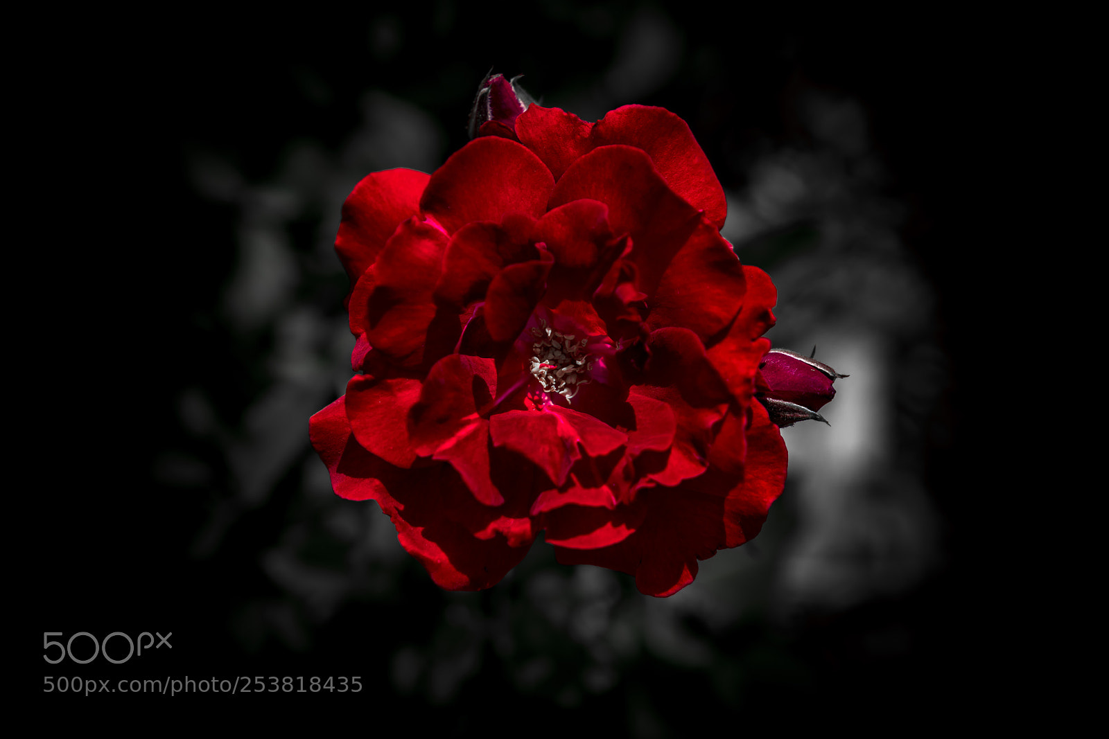 Sony a7R III sample photo. Valentine rose photography