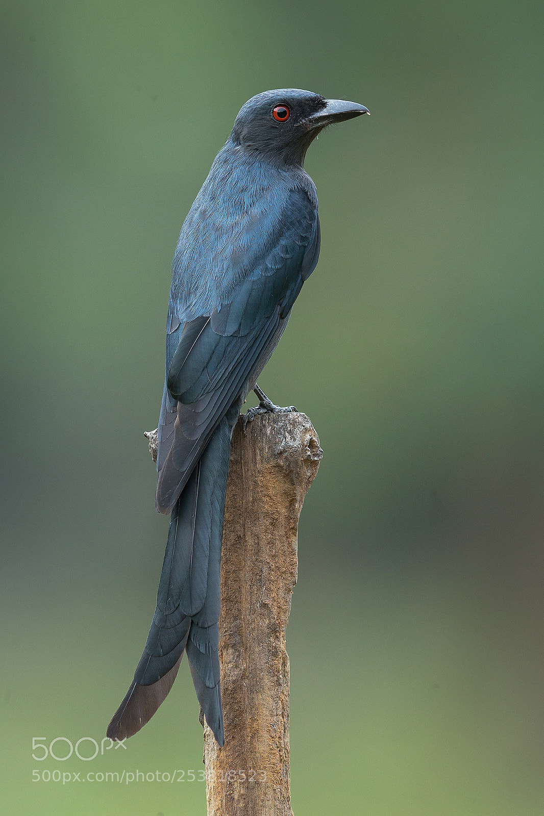 Canon EOS-1D X sample photo. Ashy drongo photography
