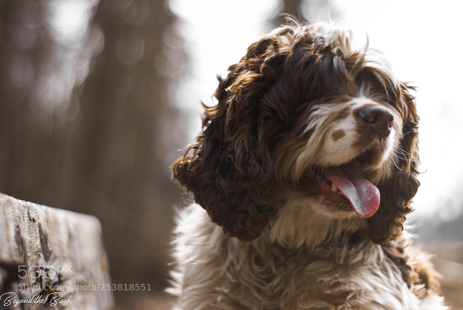 Nikon D3000 sample photo. Dog park bench photography