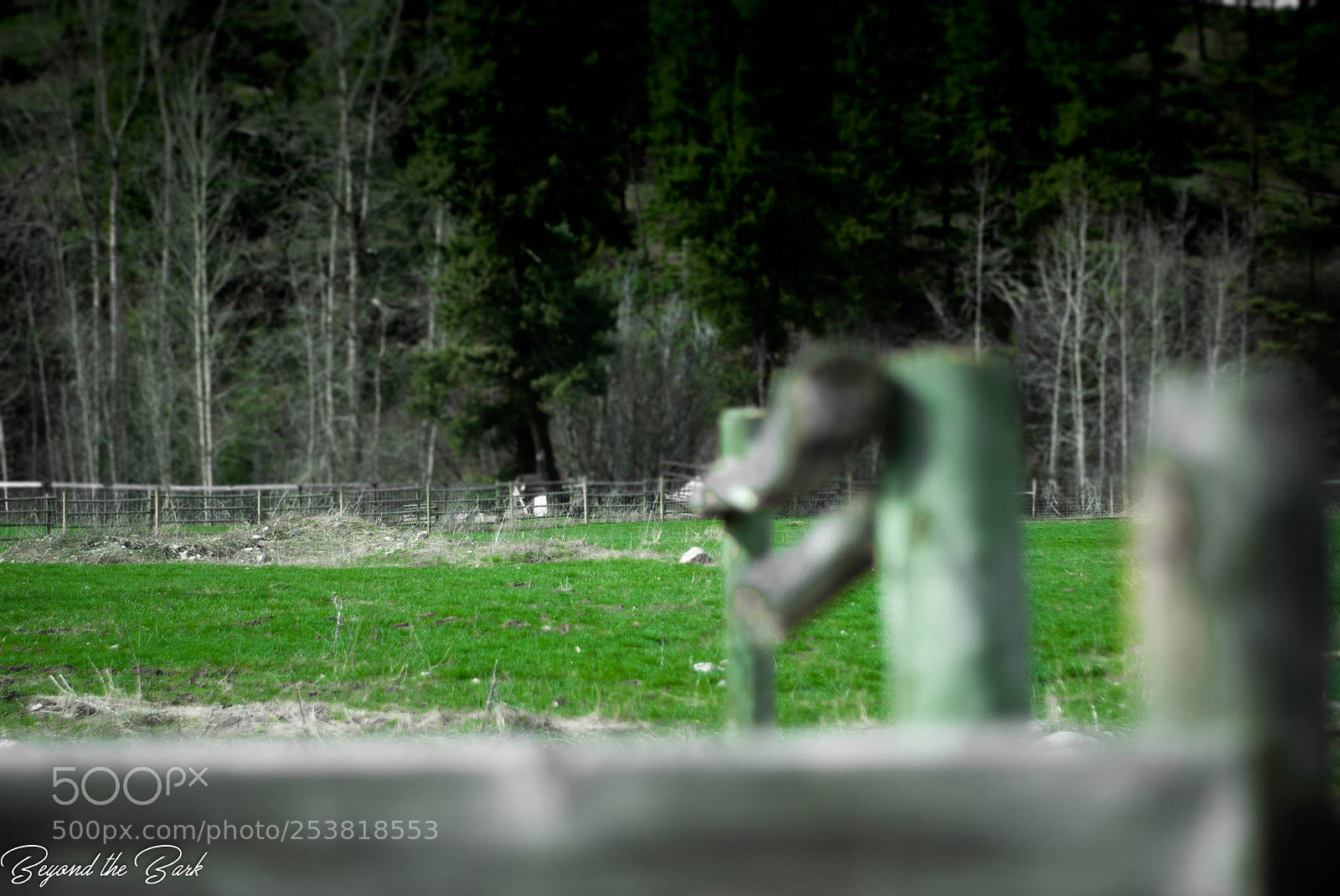 Nikon D3000 sample photo. Dog park grass photography