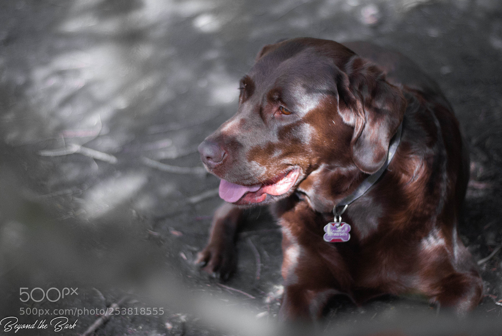 Nikon D3000 sample photo. Dog park trees photography