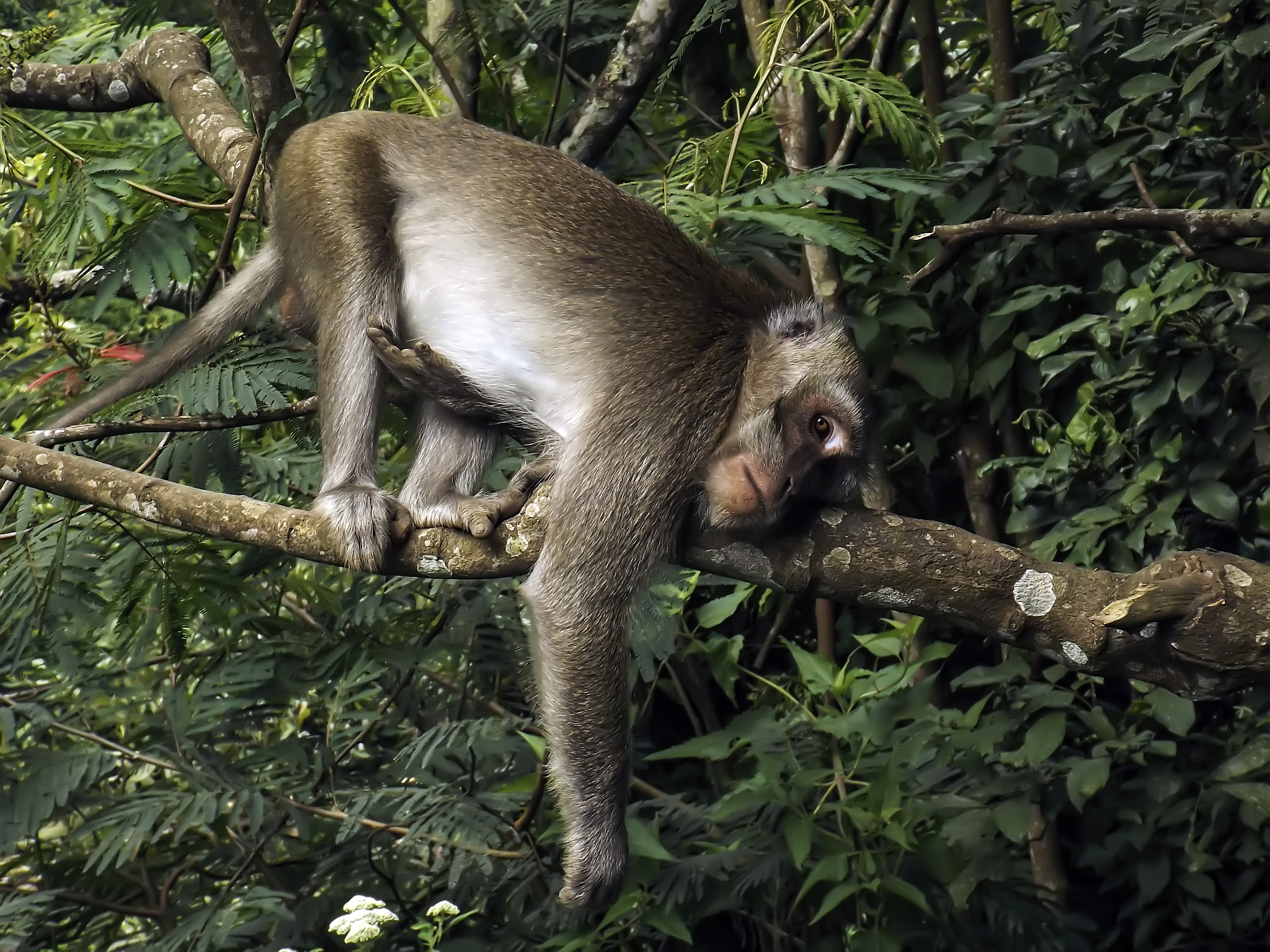 Fujifilm FinePix S4800 sample photo. Lazy macaque monkey photography