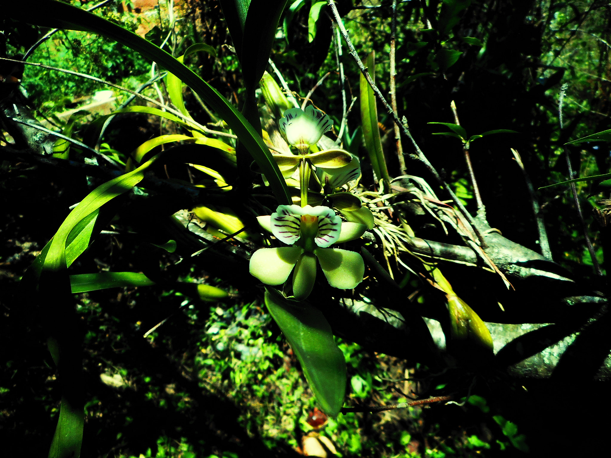 Nikon Coolpix S3700 sample photo. Orquídea photography