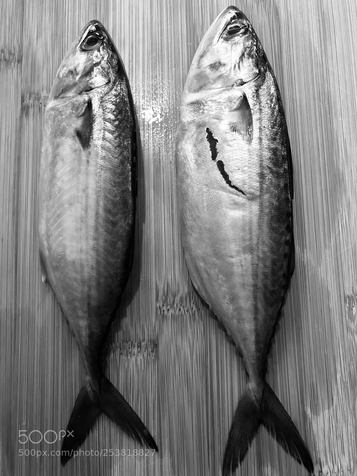 Apple iPhone 7 sample photo. Fish photography