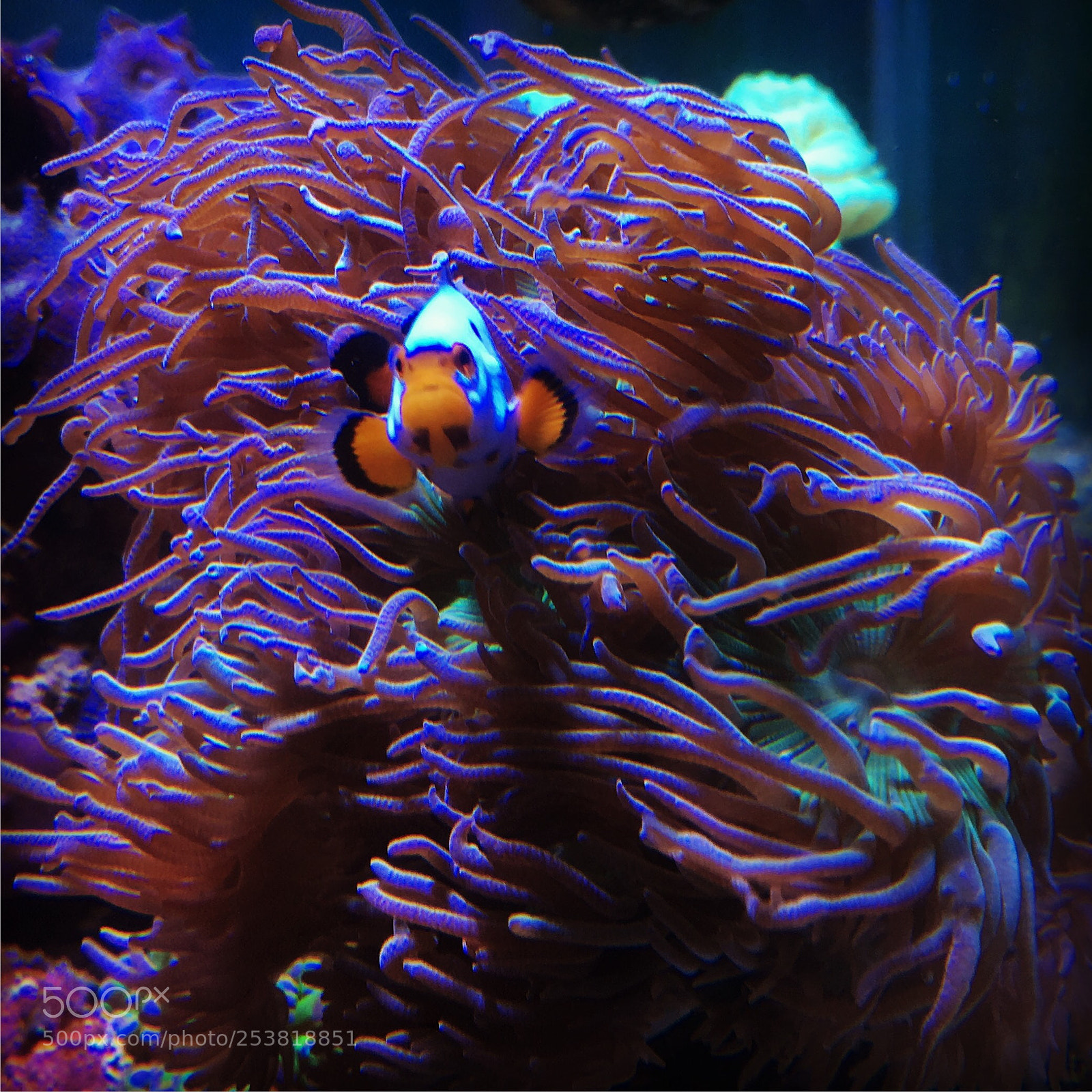 Apple iPhone SE sample photo. Clownfish  photography