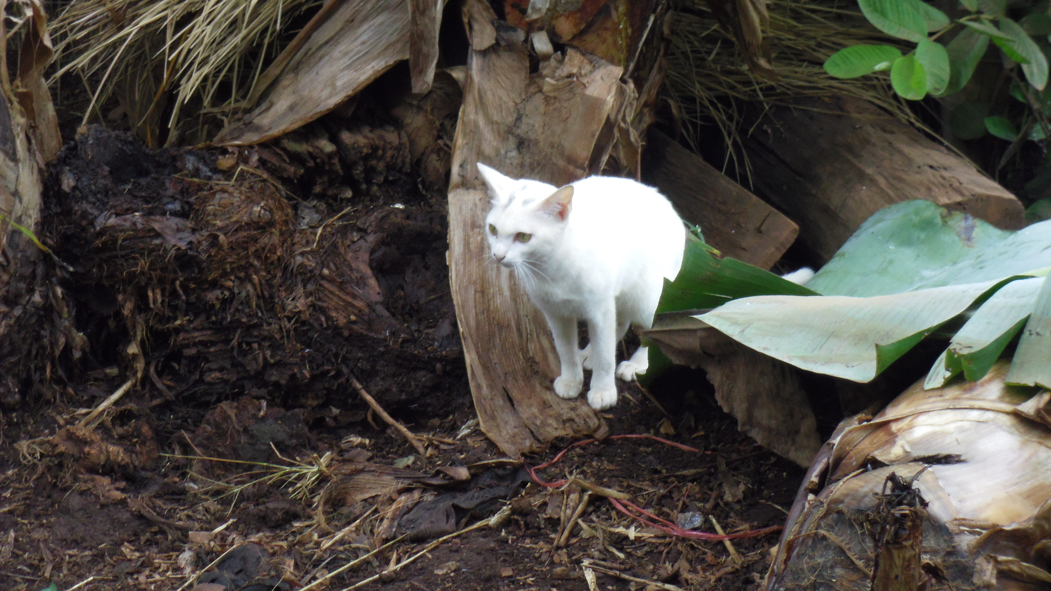 Pentax OPTIO LS465 sample photo. White cat in thailand photography