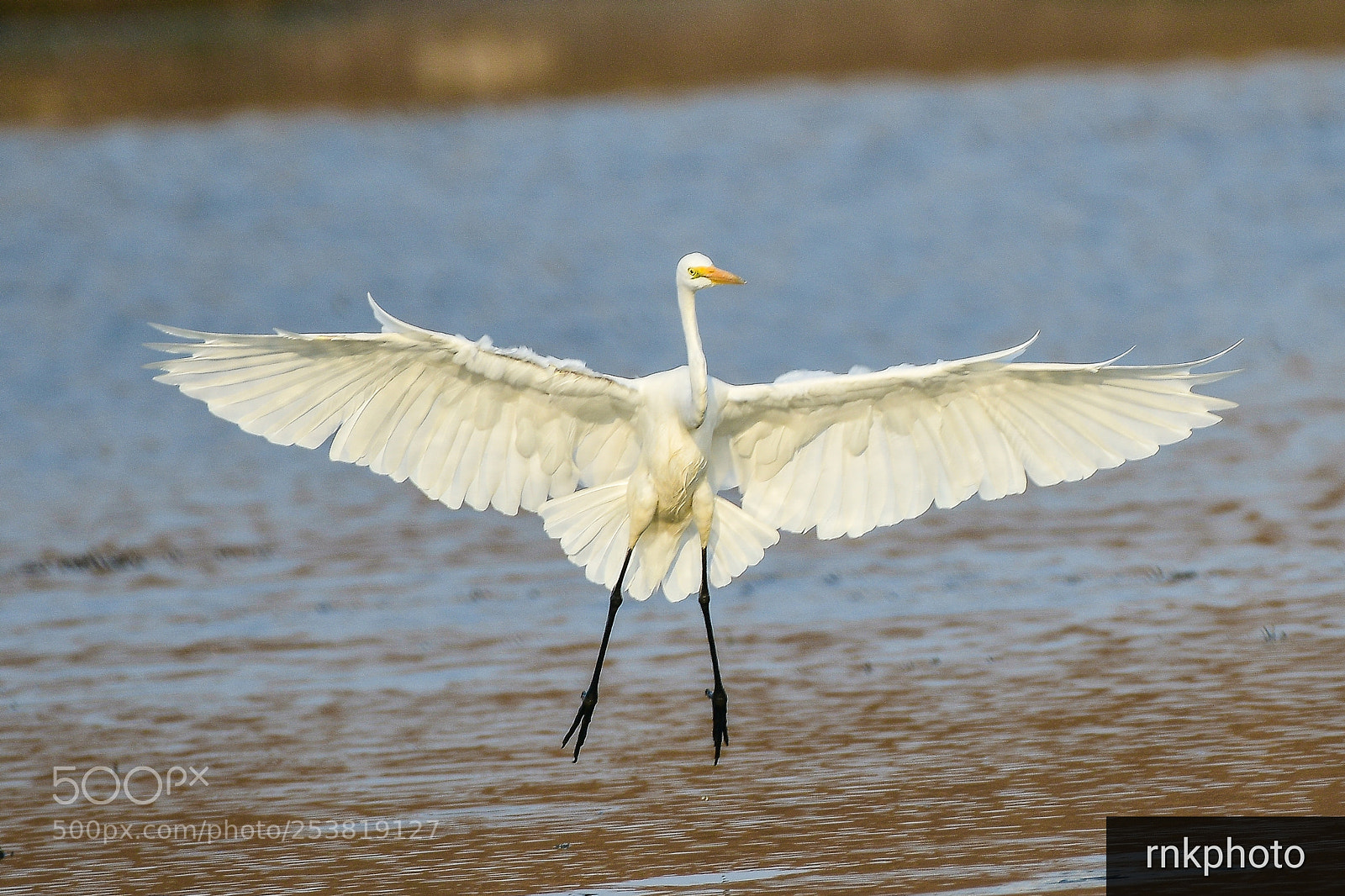 Nikon D500 sample photo. Spreading wings.... photography