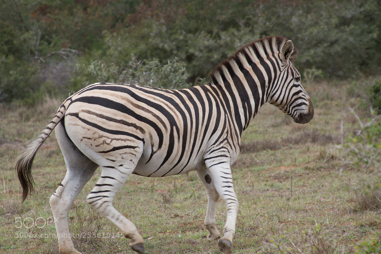 Canon EOS 7D sample photo. Zebra of gorah photography