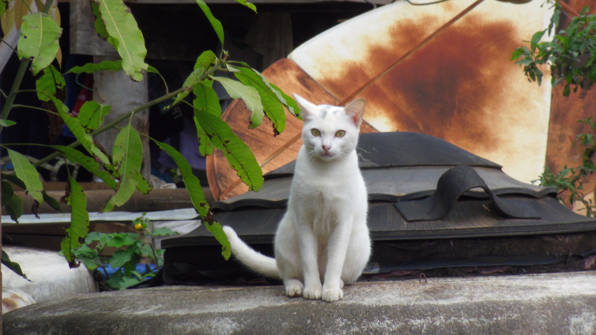 Pentax OPTIO LS465 sample photo. The white cat thai photography