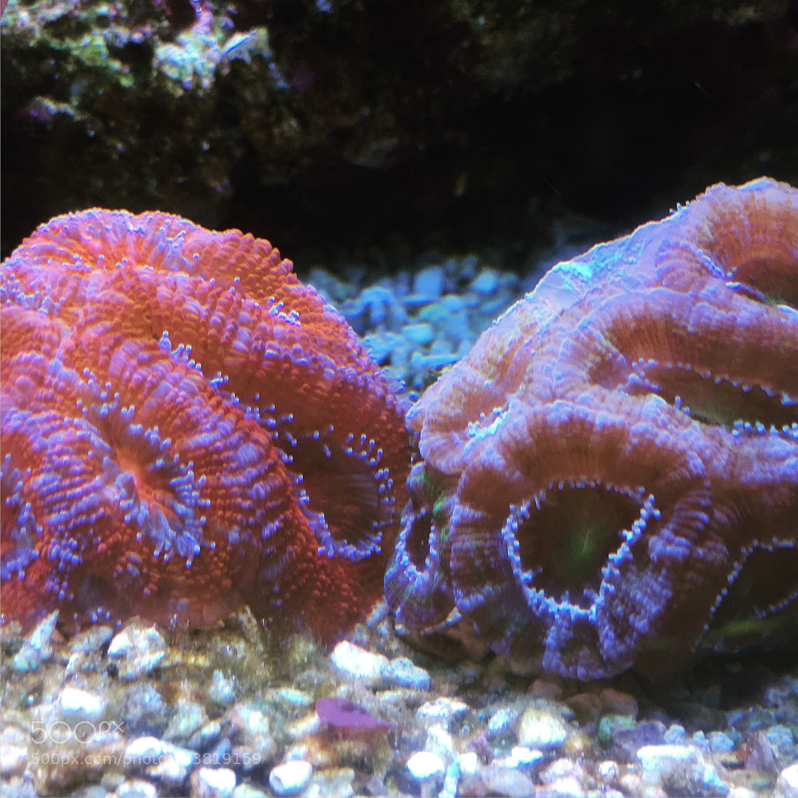 Apple iPhone SE sample photo. Acan photography