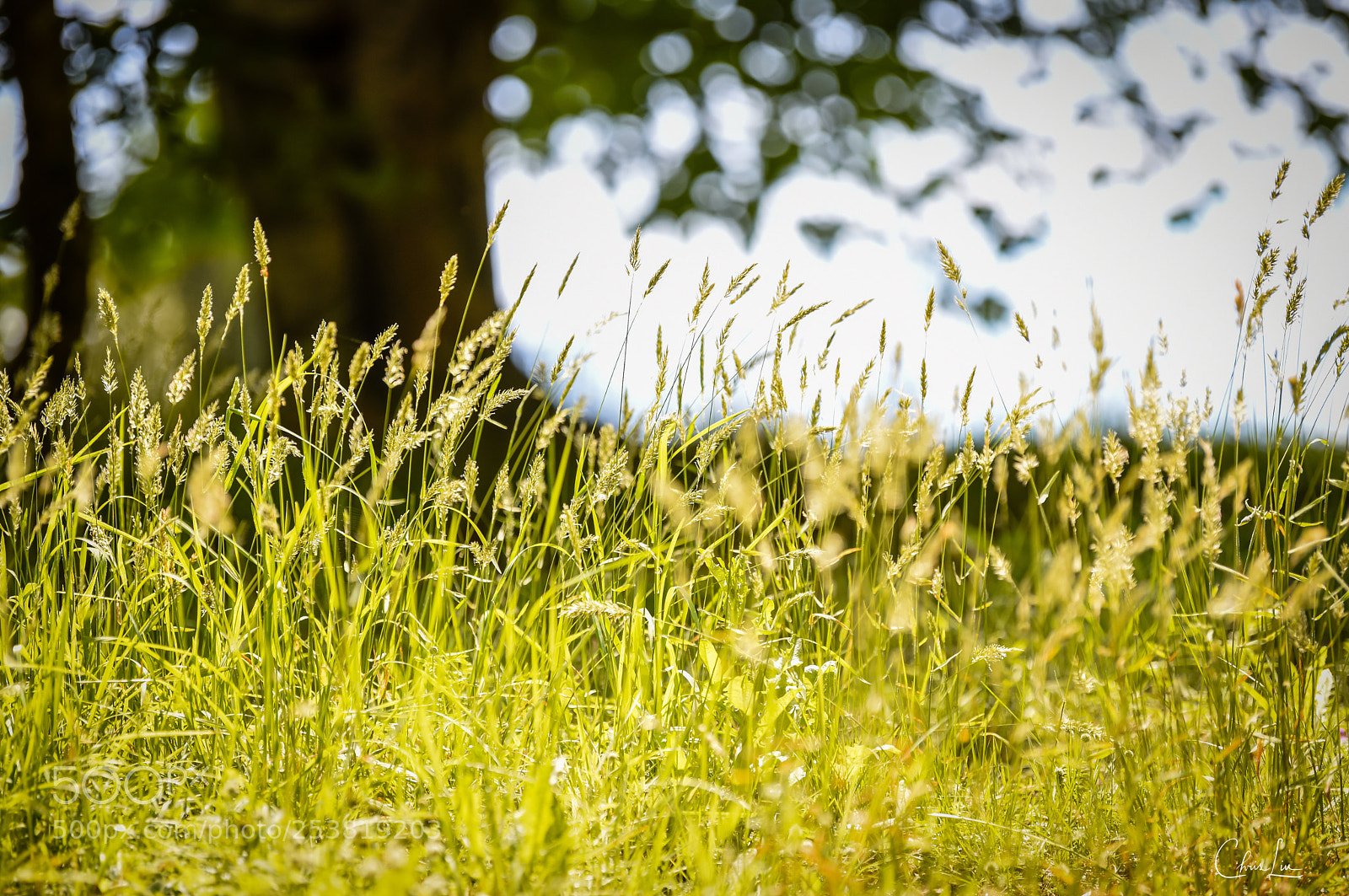 Nikon D810 sample photo. Untitled photography