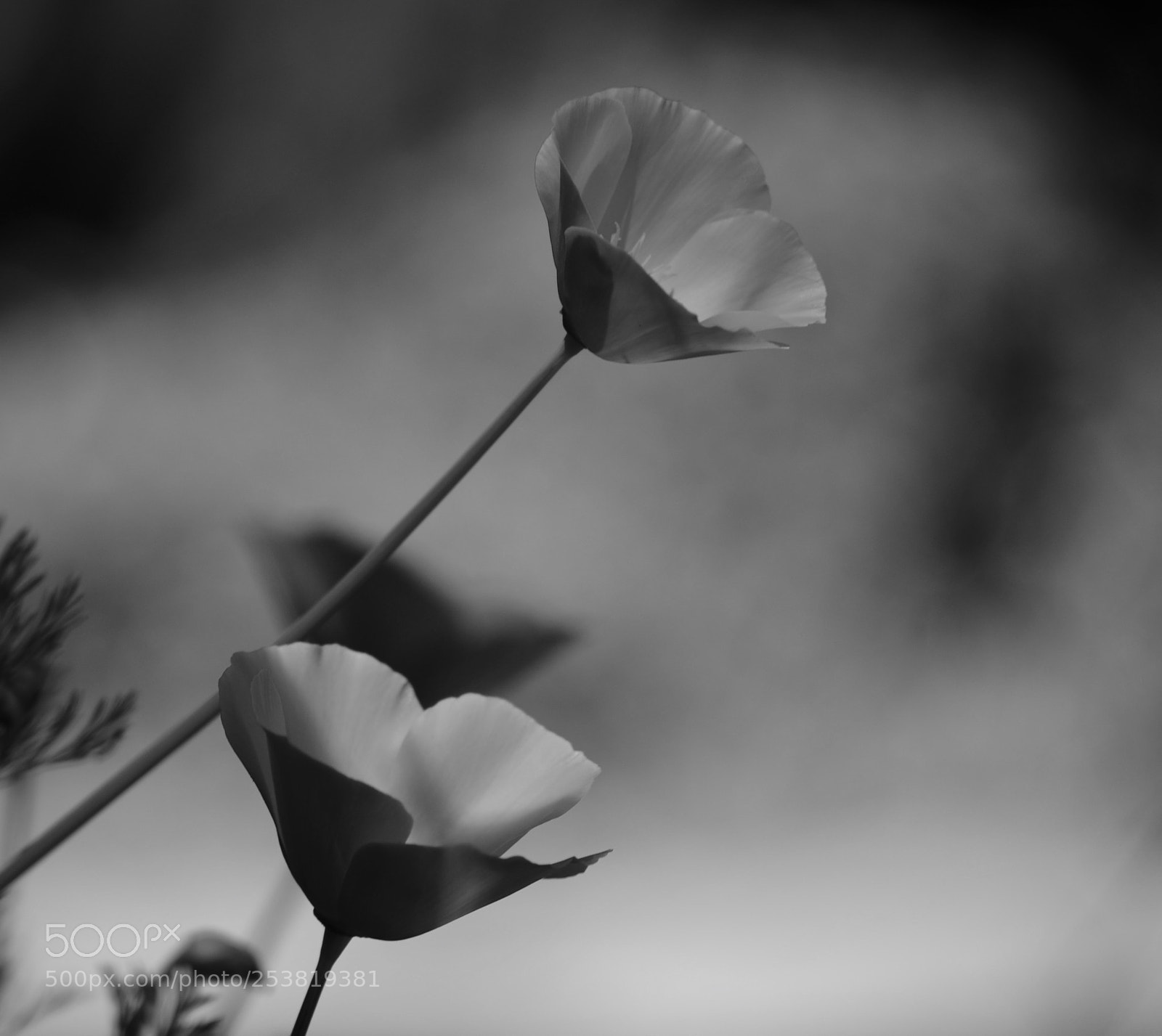 Nikon D7000 sample photo. Poppies in paradise photography