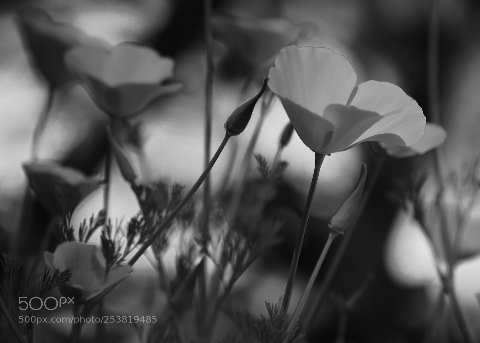 Nikon D7000 sample photo. Poppy drama photography
