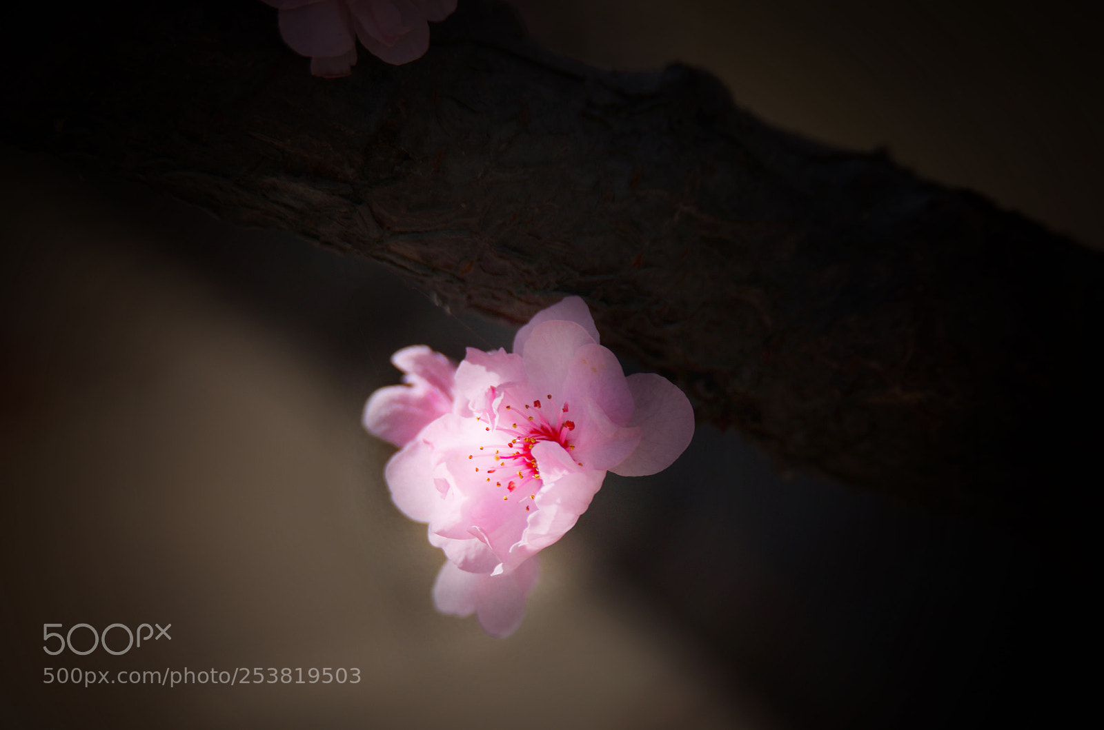 Canon EOS 5D Mark IV sample photo. Untitled photography