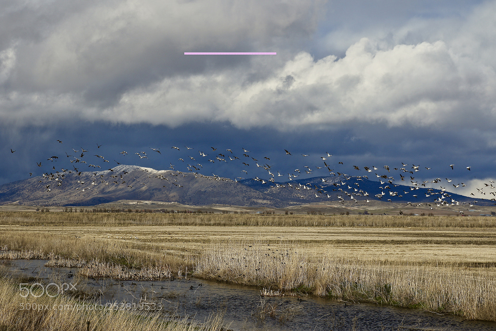 Canon EOS 7D Mark II sample photo. Lower klamath birds flying photography