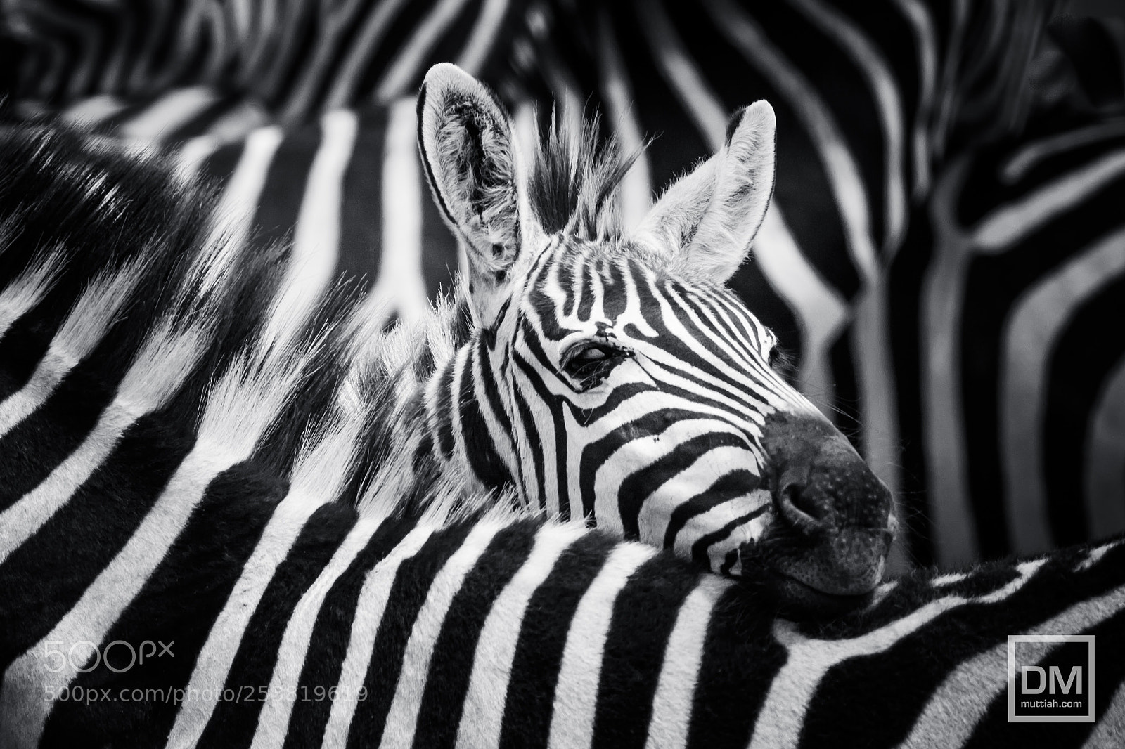 Canon EOS 5D Mark II sample photo. Serengeti national park photography