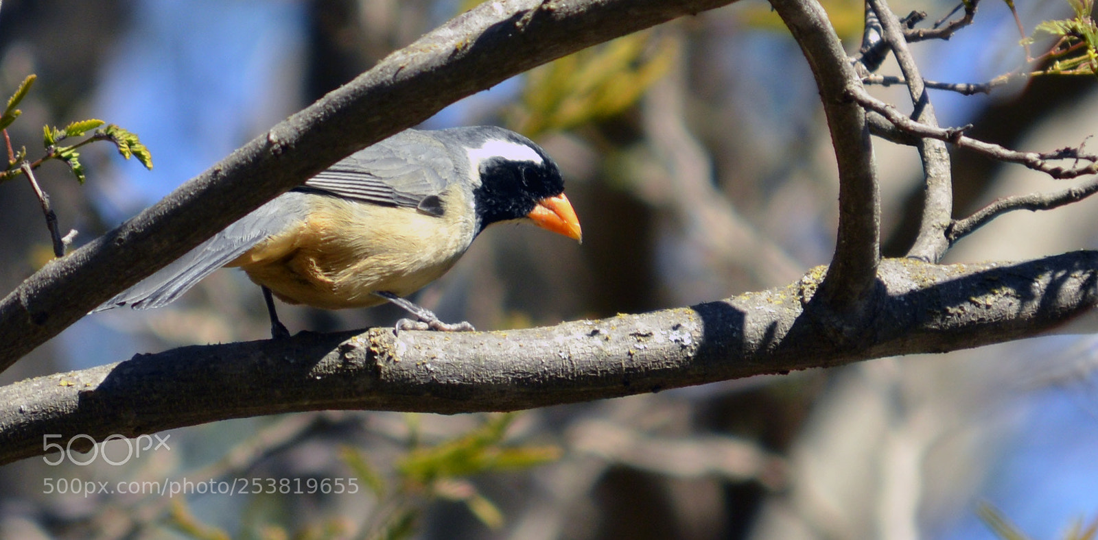 Nikon D3200 sample photo. Semillero, cerro colorado, c photography
