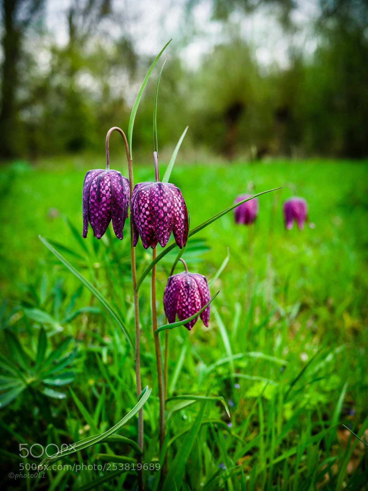 Panasonic Lumix DMC-GX8 sample photo. Schachbrett-blume photography