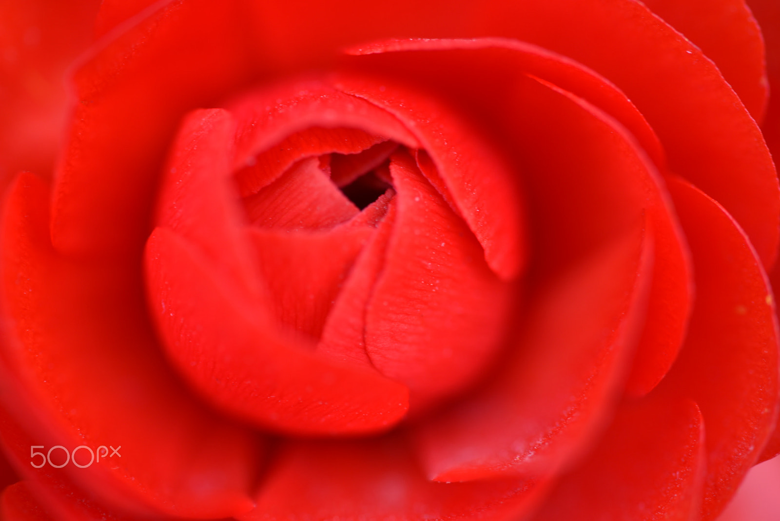 Sigma 105mm F2.8 EX DG OS HSM sample photo. Flower photography
