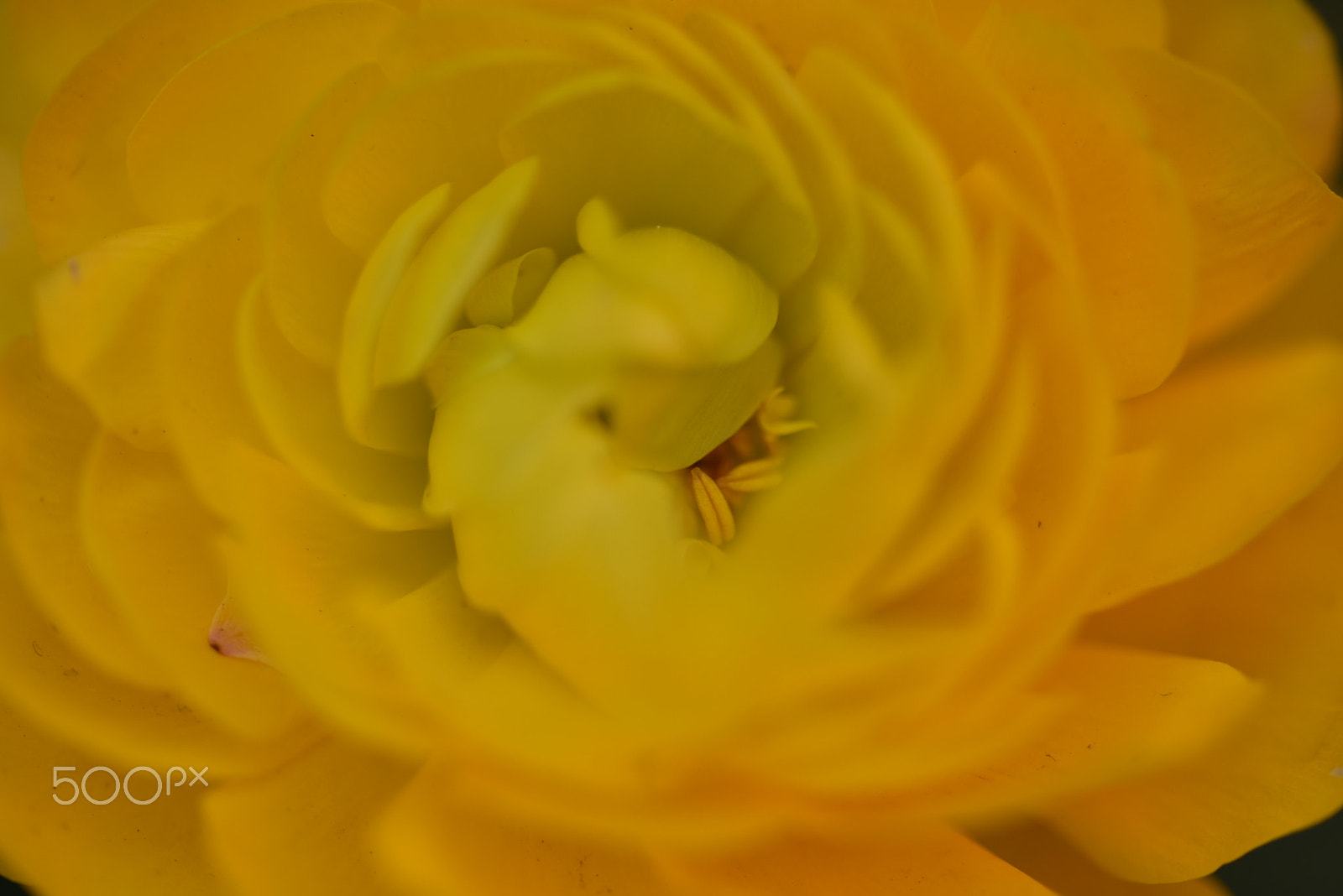 Sigma 105mm F2.8 EX DG OS HSM sample photo. Flower photography