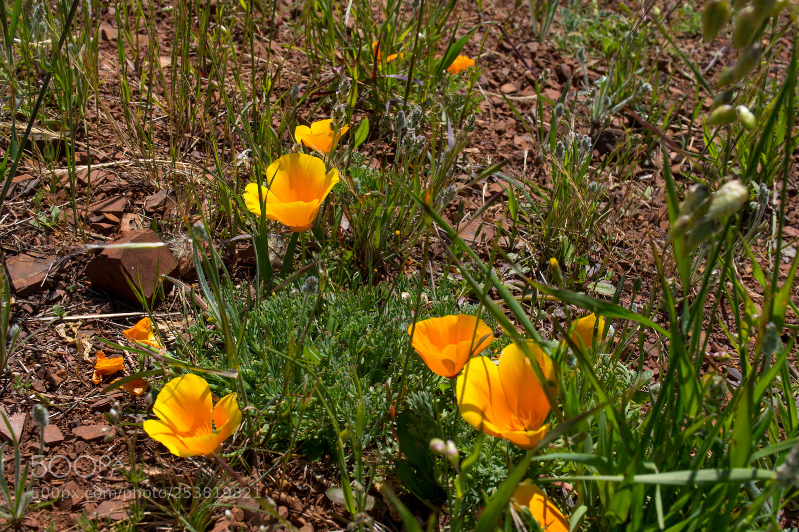 Nikon D5600 sample photo. Closeup on the yellow photography