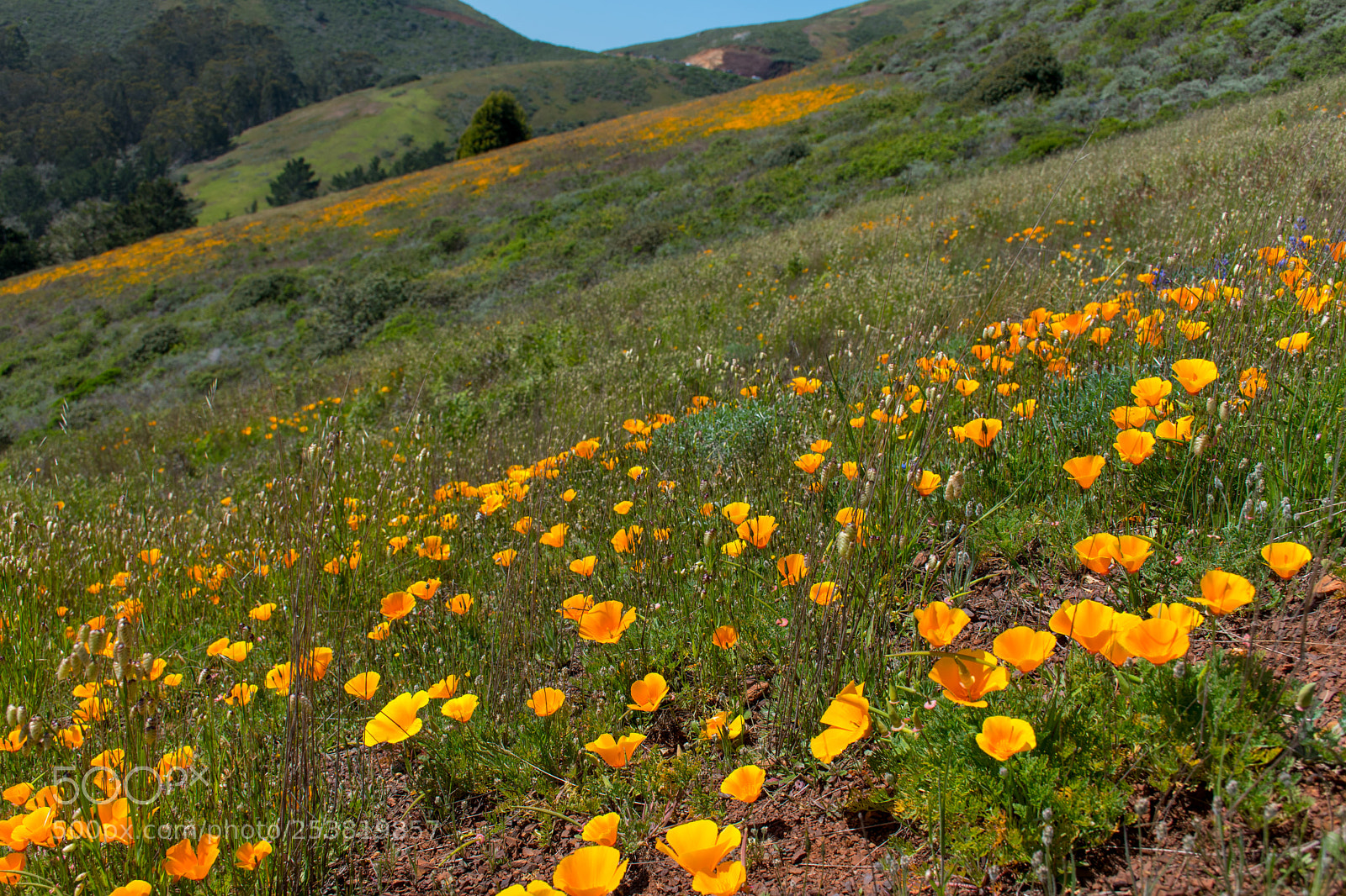 Nikon D5600 sample photo. Flowers on the hill photography
